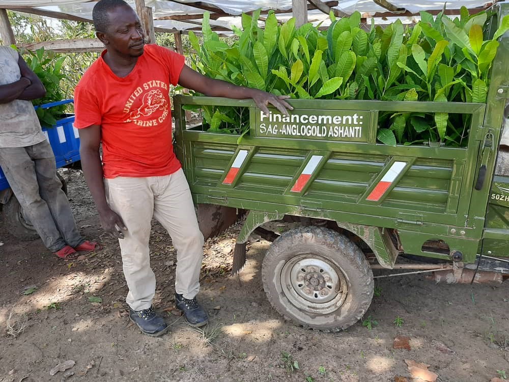 Cashew nut plantation, Siguiri, Guinea